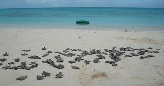 Tortugas en Cayo Largo